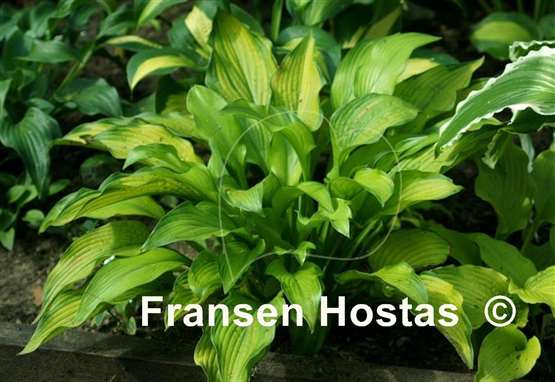 Hosta Smooth Sailing